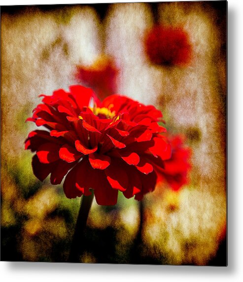 Zinnias Metal Print featuring the photograph Look Closer by Milena Ilieva