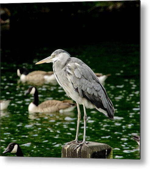 Heron Metal Print featuring the photograph Looking for Someone by Elena Perelman