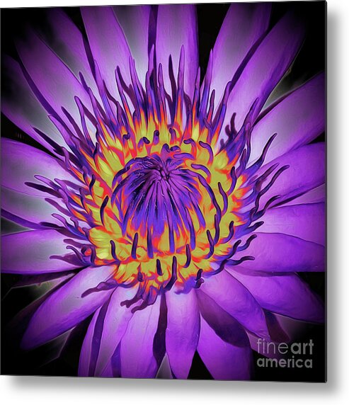 Lotus Flower Metal Print featuring the photograph Lotus Flower Blossom by Scott Cameron