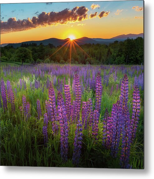 Square Metal Print featuring the photograph Lupine Lumination Square by Bill Wakeley