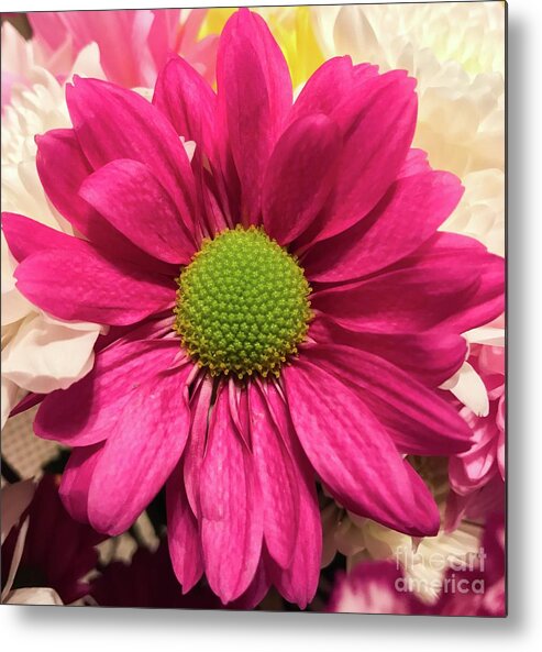 Mum Plant Metal Print featuring the photograph Magenta Chrysanthemum by CAC Graphics