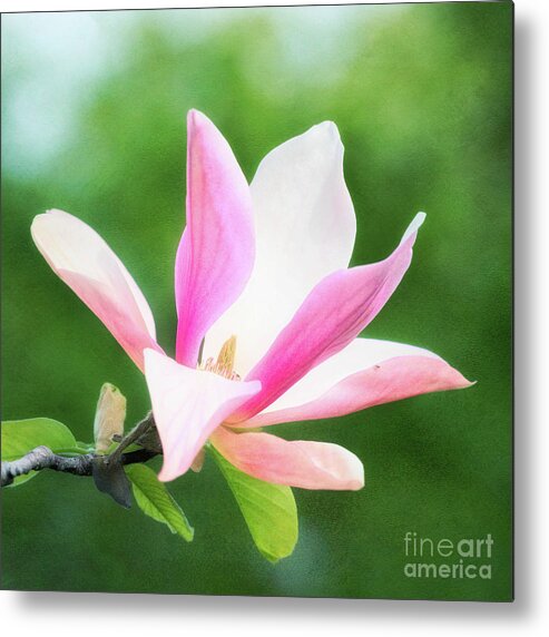 Magnolia Metal Print featuring the photograph Magnificent Daybreak Magnolia at Day's End by Anita Pollak