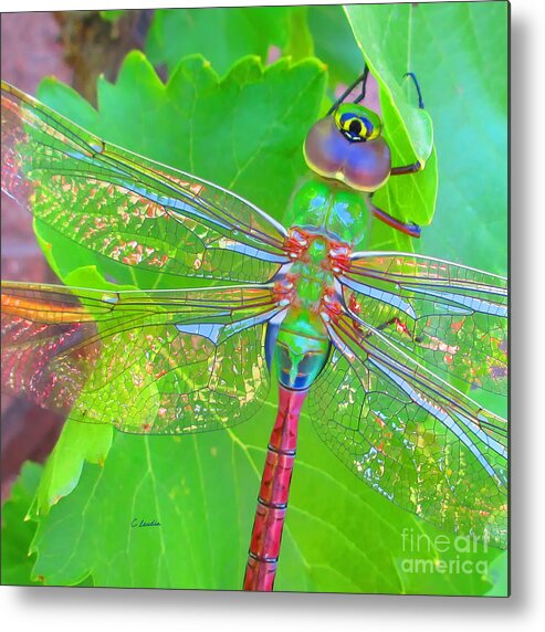 Claudia's Art Dream Metal Print featuring the photograph Magnificent Dragonfly - Square Macro by Claudia Ellis