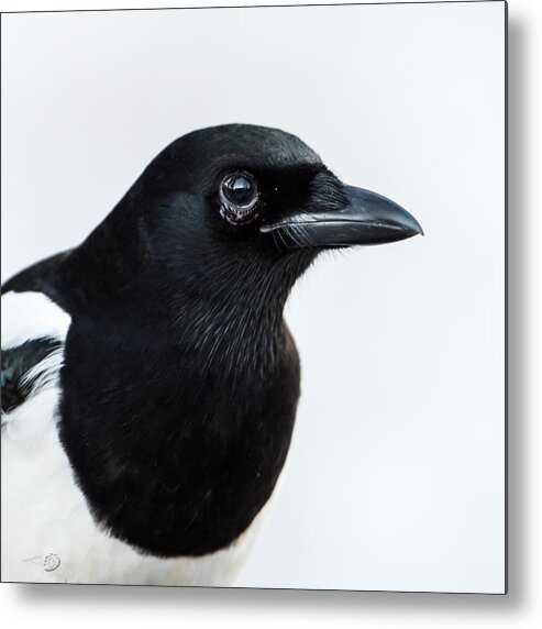 Pica Pica Metal Print featuring the photograph Magpie portrait by Torbjorn Swenelius