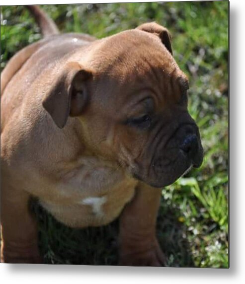  Metal Print featuring the photograph American Bully Puppy by Gretchen Byars