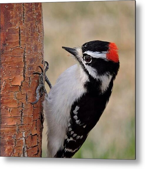 Wildlife Metal Print featuring the photograph Male Downy Woodpecker In Aurora by Connor Beekman