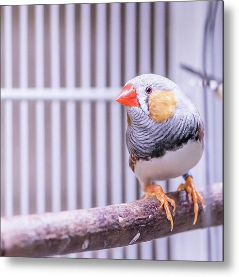 Male Metal Print featuring the photograph Male Zebra Finch by Jennifer Grossnickle