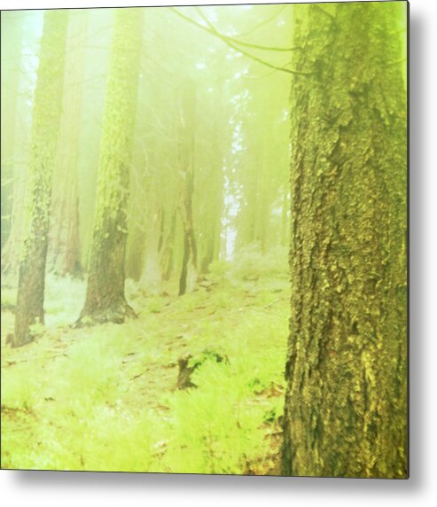 Forest Metal Print featuring the photograph Many Feet to Ascend by Brian Kirchner