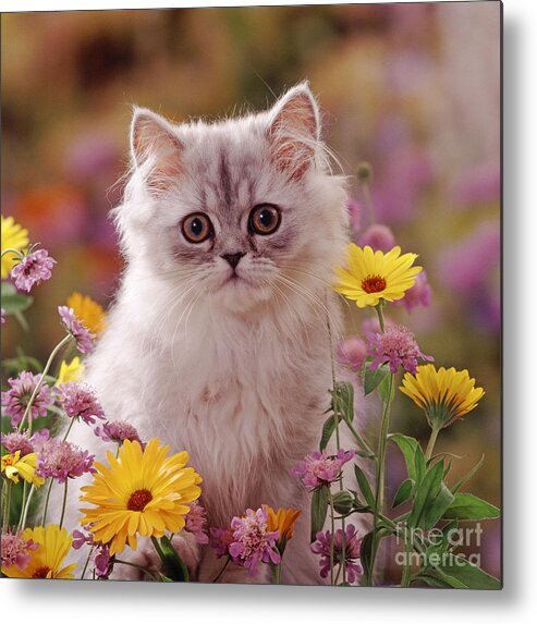 Fluffy Metal Print featuring the photograph Marigold Chinchilla by Warren Photographic