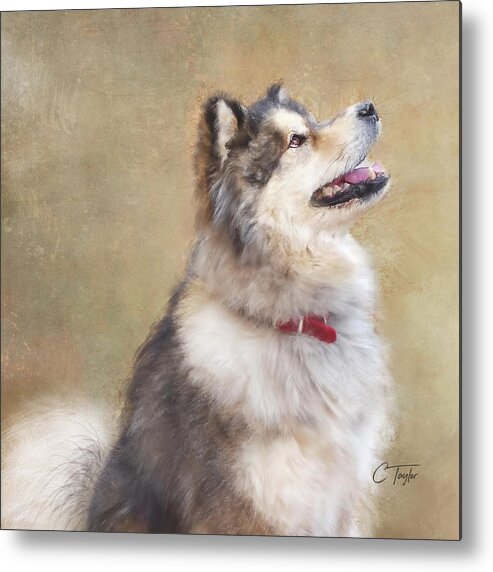 Dogs Metal Print featuring the painting Master of the Domain II by Colleen Taylor