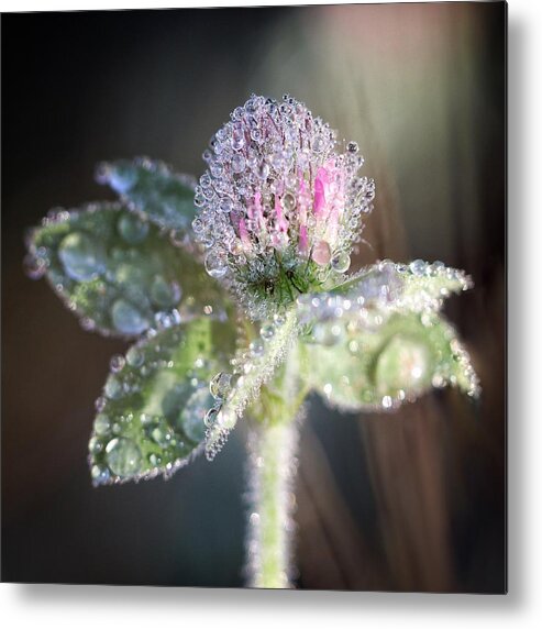 Flower Metal Print featuring the photograph Dew on Clover by Alisa Smith Williams