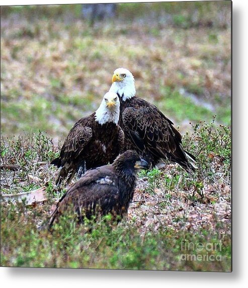 Bald Eagle Metal Print featuring the photograph Mom and Dad watching E9 by Liz Grindstaff