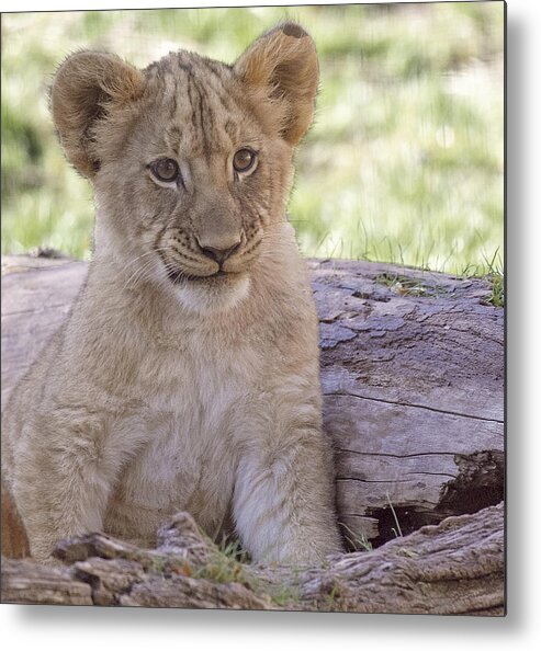 Lion Cub Metal Print featuring the photograph Moment of rest by Elvira Butler