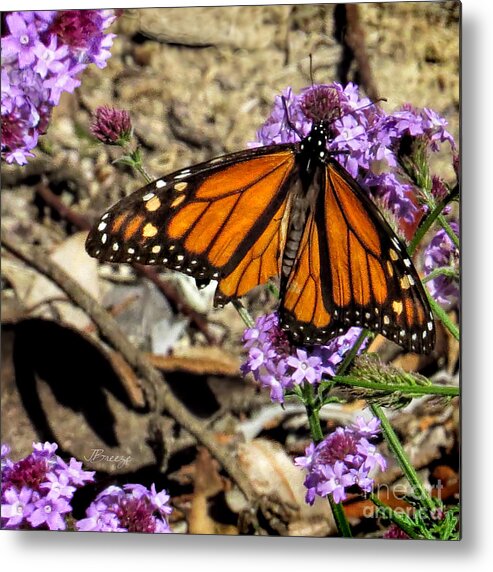 Monarch Butterfly Metal Print featuring the photograph Ripped Wing by Jennie Breeze
