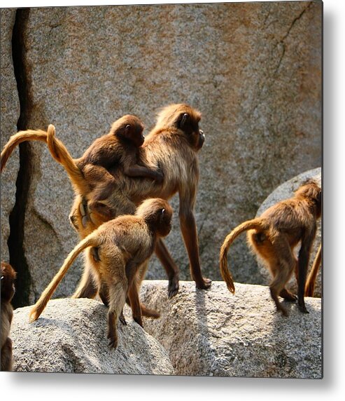 Animal Metal Print featuring the photograph Monkey Family by Dennis Maier