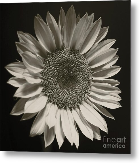 Wall Art Metal Print featuring the photograph Monochrome Sunflower by Kelly Holm