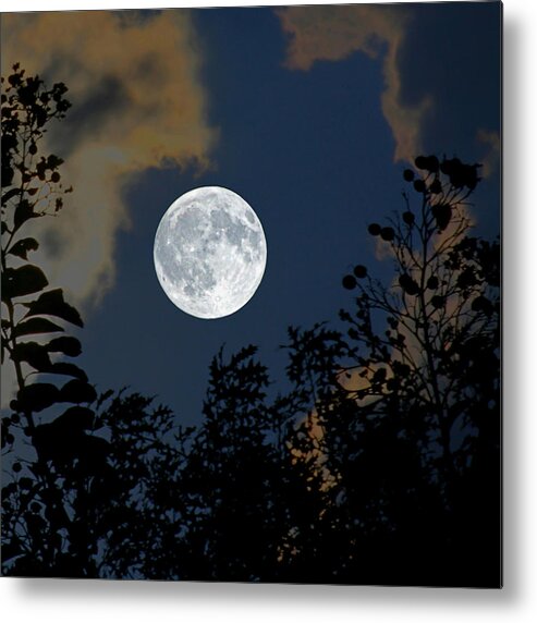 Branches Metal Print featuring the photograph Moon Glo by Trish Mistric