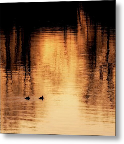 Square Metal Print featuring the photograph Morning Ducks 2017 Square by Bill Wakeley