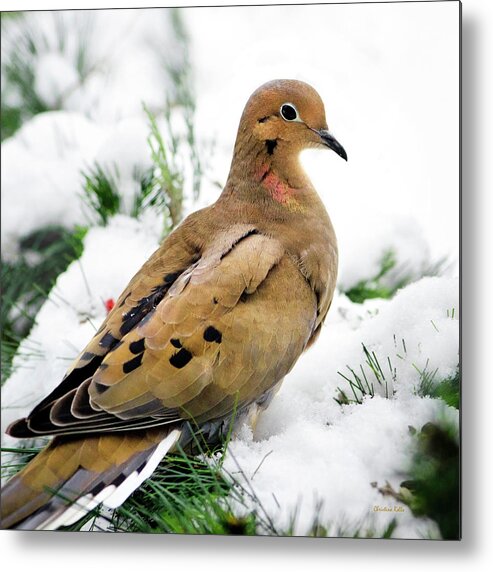 Dove Metal Print featuring the photograph Mourning Dove Square by Christina Rollo