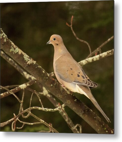 Dove Metal Print featuring the photograph Mourning Dove by Stephen Anthony