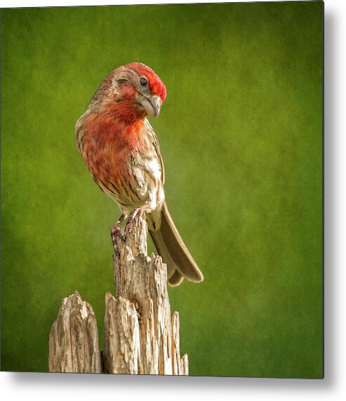 Chordata Metal Print featuring the photograph Mr Finch Looking Handsome by Bill and Linda Tiepelman