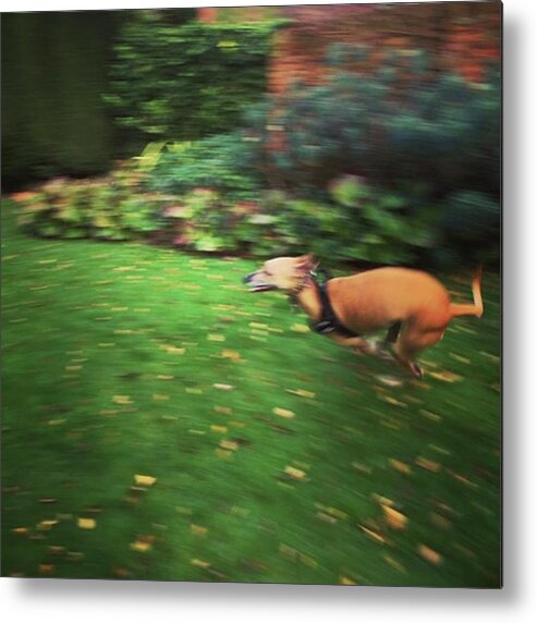 Lurcher Metal Print featuring the photograph Mr Finly Enjoying A Few Rapid Laps Of by John Edwards