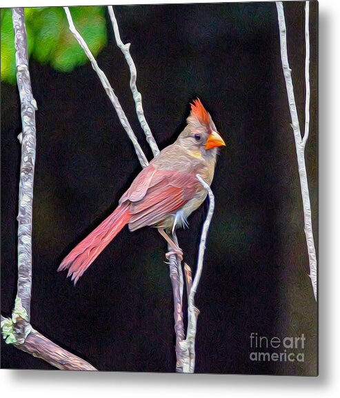 Nature Metal Print featuring the painting Female Cardinal by DB Hayes