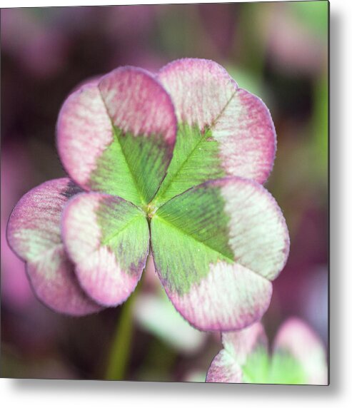 Clover Metal Print featuring the photograph Mulberry Clover by Lisa Blake