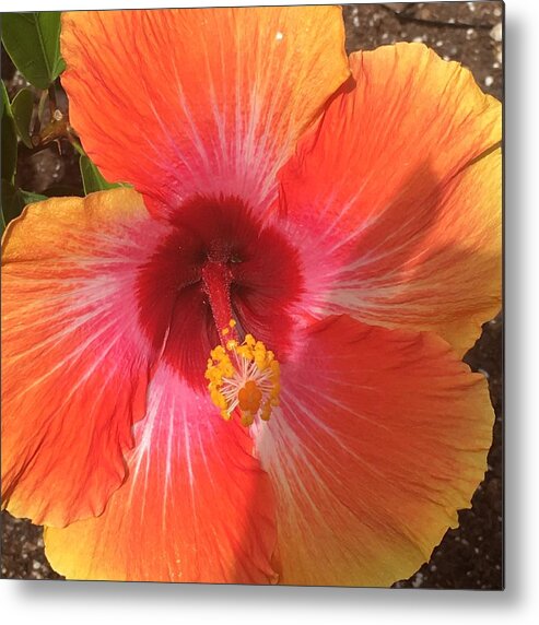 Hibiscus Metal Print featuring the photograph Multi-Colored Beauty by Val Oconnor
