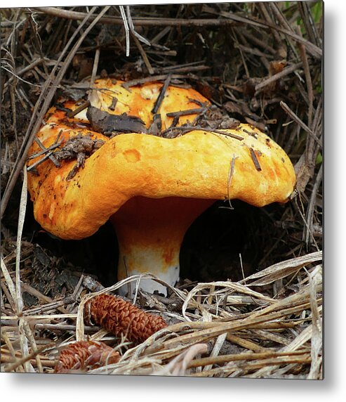 Lobster Metal Print featuring the photograph Mushroom in the Pines by Laurel Powell