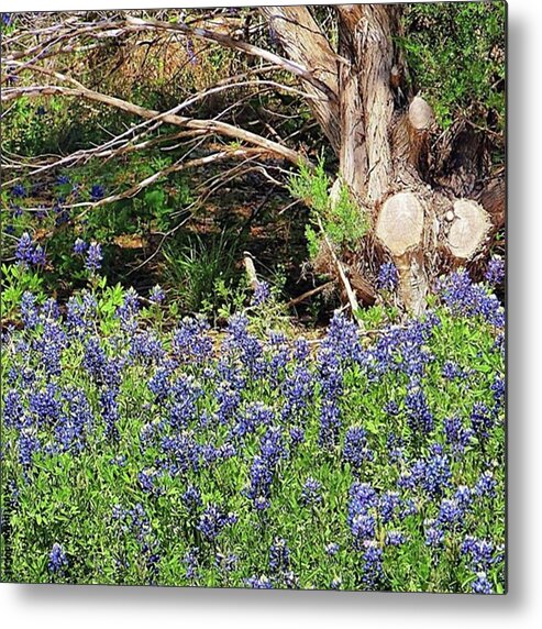 Beautiful Metal Print featuring the photograph Must Be #springtime In by Austin Tuxedo Cat