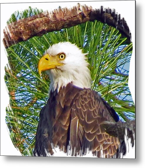 Wildlife Metal Print featuring the photograph My Eye by T Guy Spencer