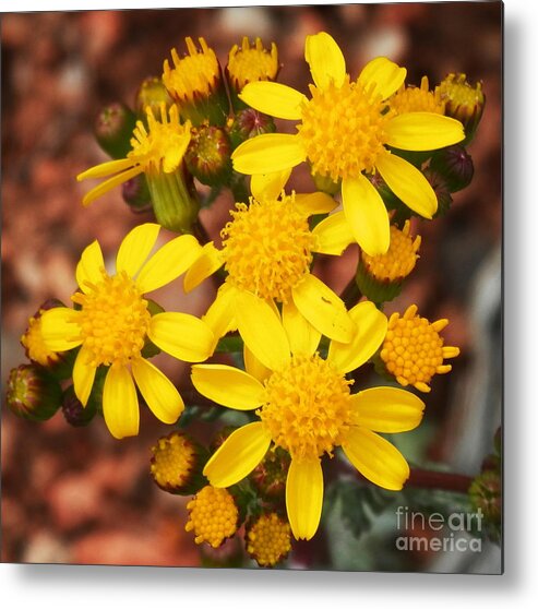 Yellow Blooms Metal Print featuring the photograph My happy place by Barbara Leigh Art