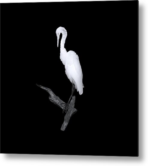 Great White Egret Metal Print featuring the photograph Mystery of the Great White by Mark Andrew Thomas