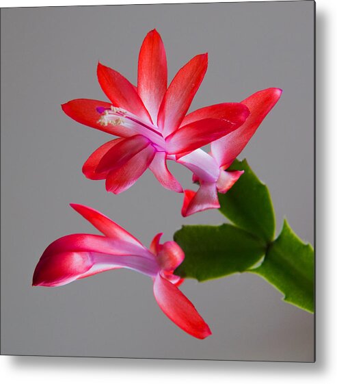 Macro Floral Metal Print featuring the photograph Natural Beauty by E Faithe Lester