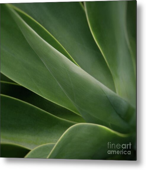 Agave Metal Print featuring the photograph Natural Impressions by Sharon Mau