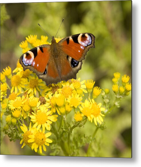 Butterfly Metal Print featuring the photograph Nature's beauty by Ian Middleton