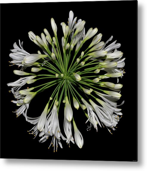 Nature Metal Print featuring the photograph Natures Fireworks - Lily Of The Nile 005 by George Bostian
