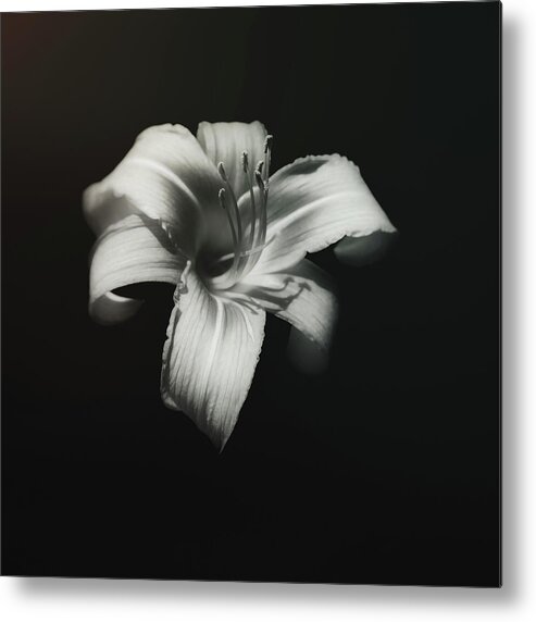 Lily Metal Print featuring the photograph Natures Fireworks by Scott Norris