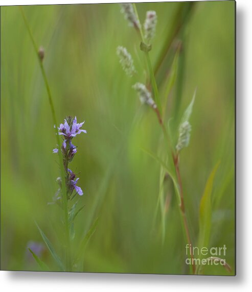 Soft Metal Print featuring the photograph Natures Poetry... by Nina Stavlund