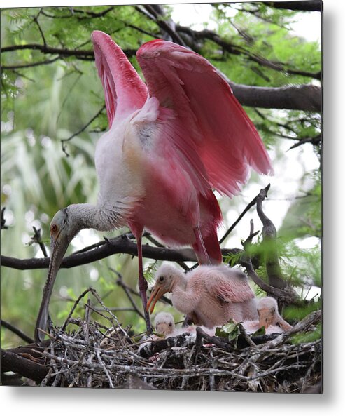 Roseate Spoonbill Metal Print featuring the photograph New Life by Jim Bennight