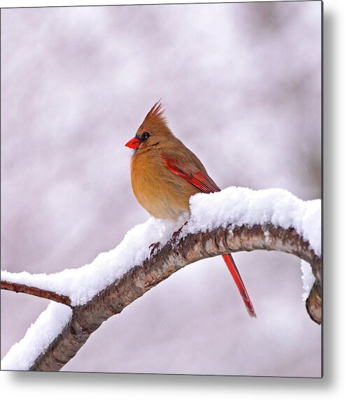 Cardinal Metal Print featuring the photograph Northern Cardinal in Winter by Ken Stampfer