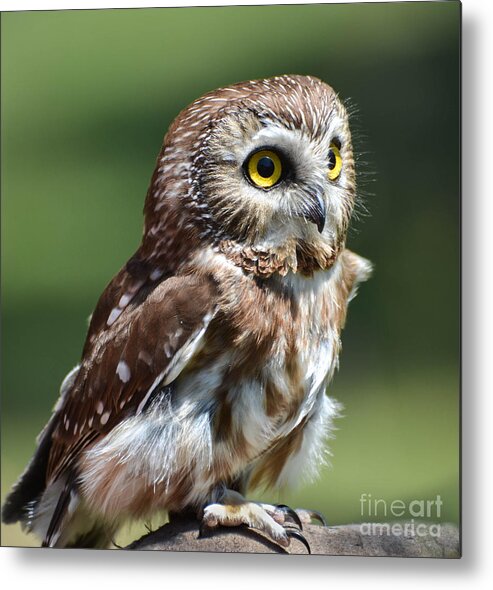 Owl Metal Print featuring the photograph Northern Saw Whet Owl by Amy Porter