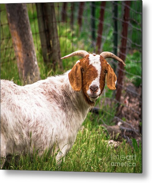 Goat Metal Print featuring the photograph Nubian Goat Profile Sonoma County by Blake Webster