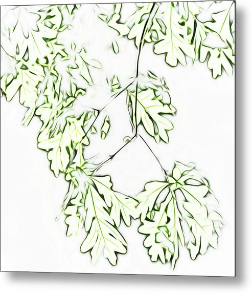 Leaves Metal Print featuring the photograph Oak outlines by Karen Smale
