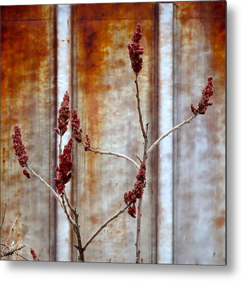Still Life Metal Print featuring the photograph Of Rust and Rose by Catherine Arcolio