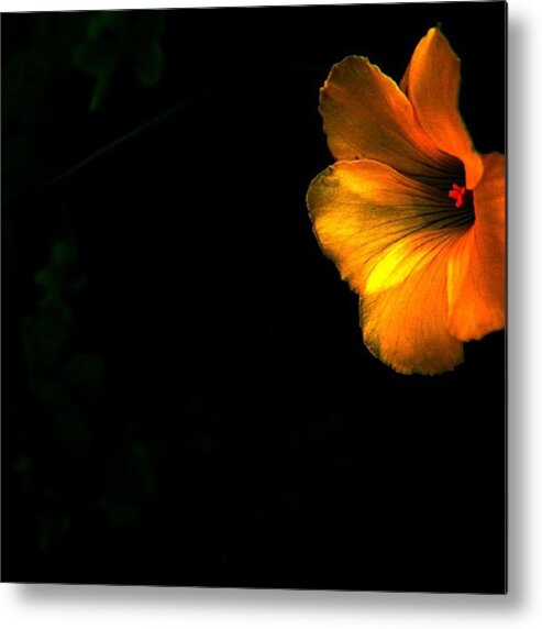 Nature Metal Print featuring the photograph On Fire by Awni H