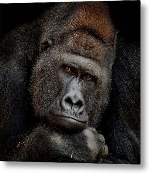 Gorilla Metal Print featuring the photograph One Moment In Contact by Antje Wenner