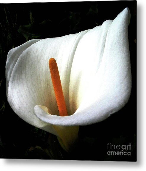 Calla Lily Metal Print featuring the photograph The Light Dispels Darkness by Hazel Holland