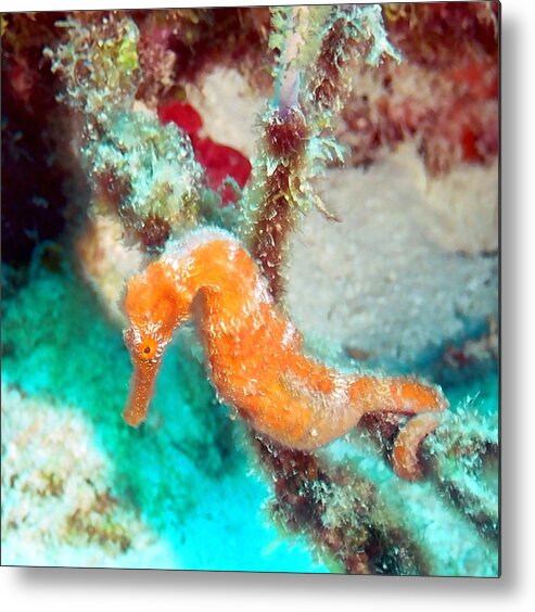 Sea Horse Metal Print featuring the photograph Orange Caribbean Sea Horse by Amy McDaniel